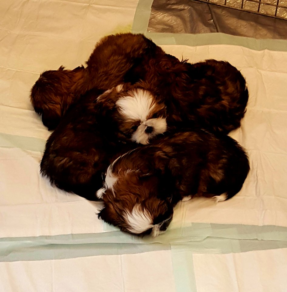 Another ruff day at work. #puppies.