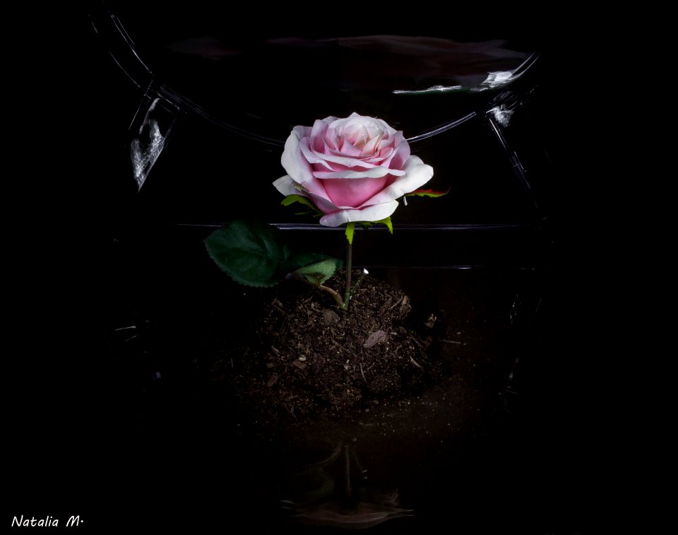 Fue el tiempo que pasaste con tu rosa... lo que la hizo tan importante