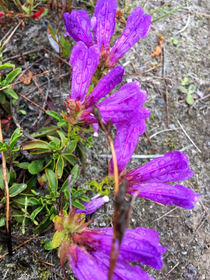 20190702 MtStHelens Penstemon