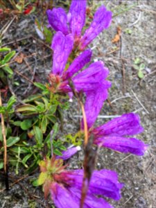 20190702 MtStHelens Penstemon