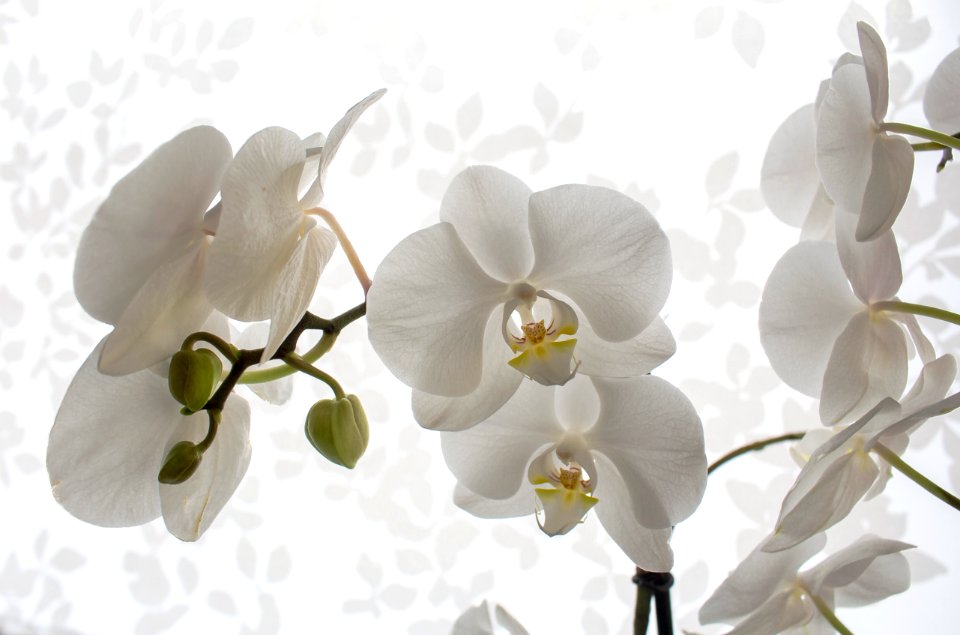 Phalaenopsis