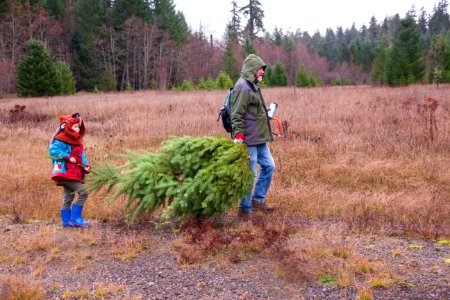 Teamwork on display at a holiday tree outing at Gifford Pinchot National Forest, November 2018.  Photo by Sandy Burks.
