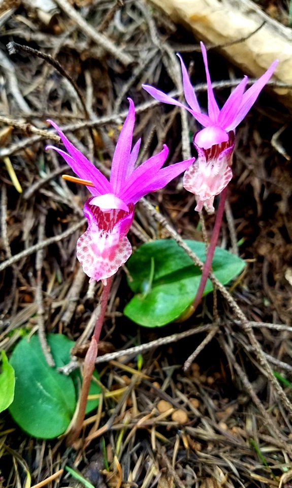 Calypso Orchid blooms in the Eagle Creek burn area along Herman Creek Trail in April 2018, by Lillian Palmer.