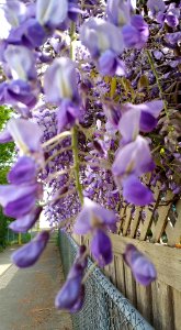 #365 wisteria lane photo
