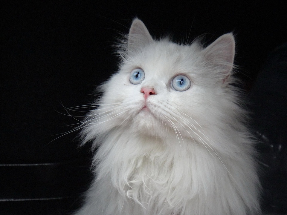 Persian white blue eyes