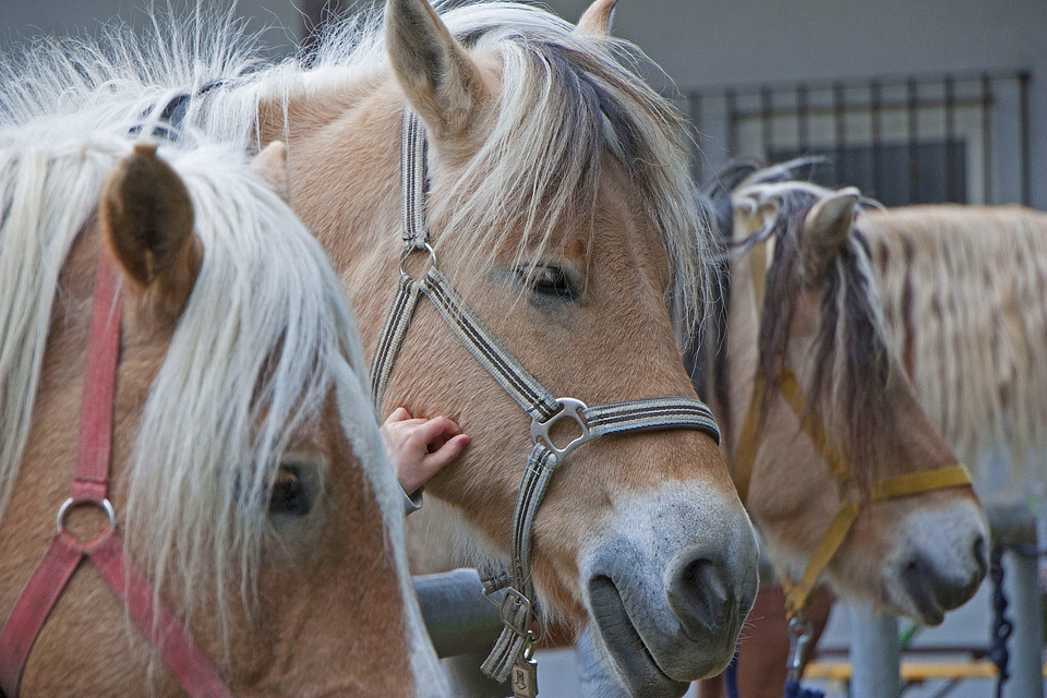 Animal portraits horse head nature