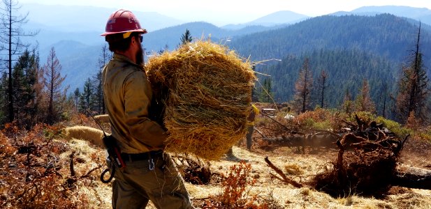 Straw and Seed Repair, Klondike Fire