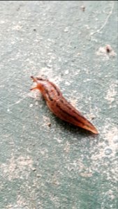 Day 109 shimmery slug