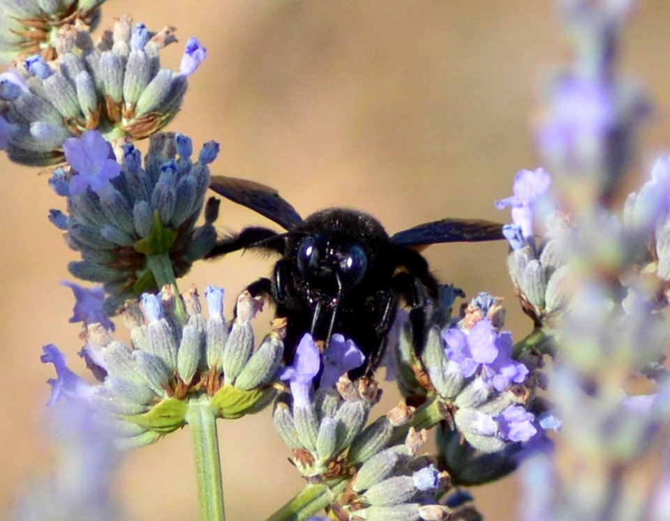 blauwzwarte houtbij