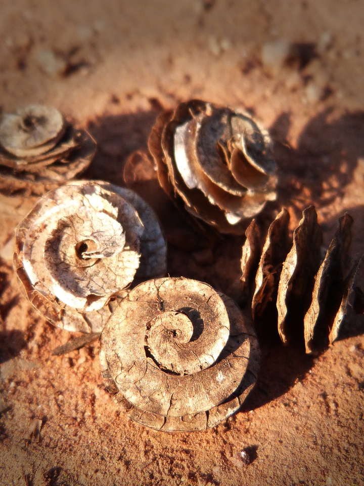 Seeds spiral forms