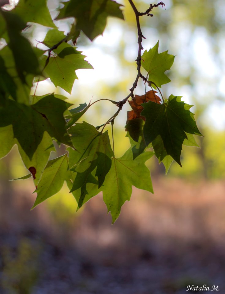 El Otoño se esconde