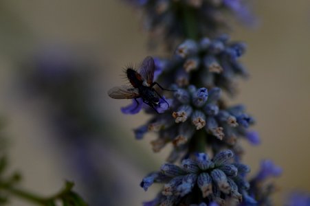 vlieg op lavendel