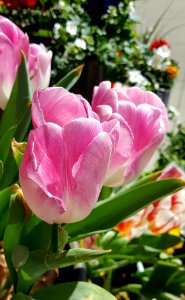 Pink tulips photo