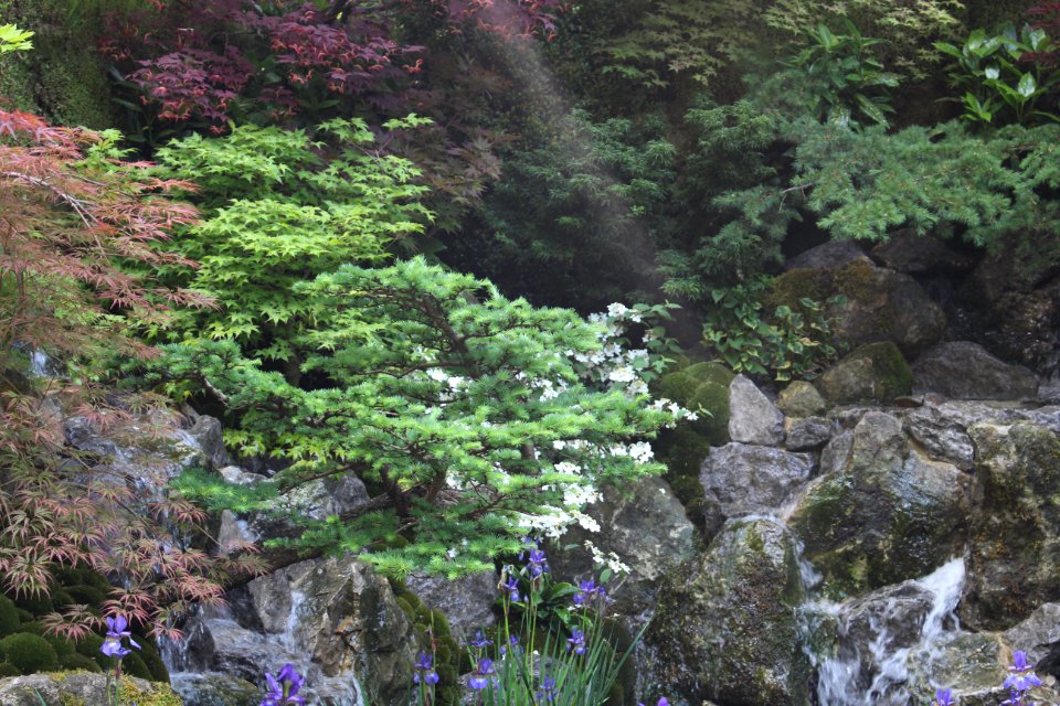 Chelsea Flower Show 2018-16