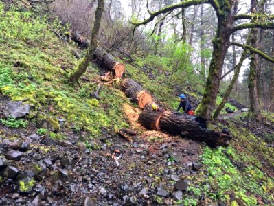 Removing logs from Multnomah Falls Return Trail April 2018 photo