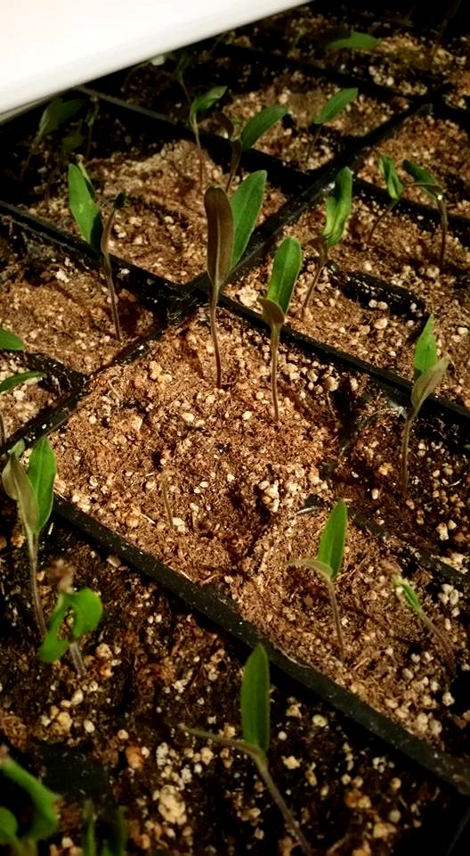 #365 seedlings Mar24