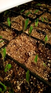 #365 seedlings Mar24 photo