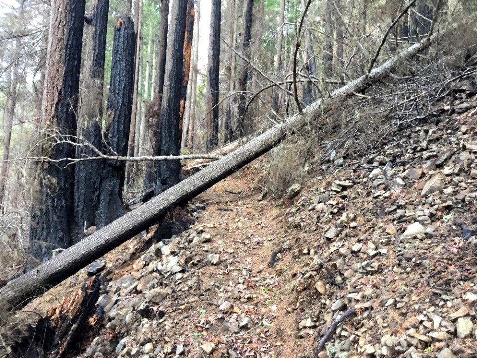 201904 The Elk Lake Trail post 2017 Maple Fire.