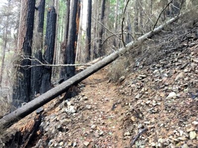201904 The Elk Lake Trail post 2017 Maple Fire.