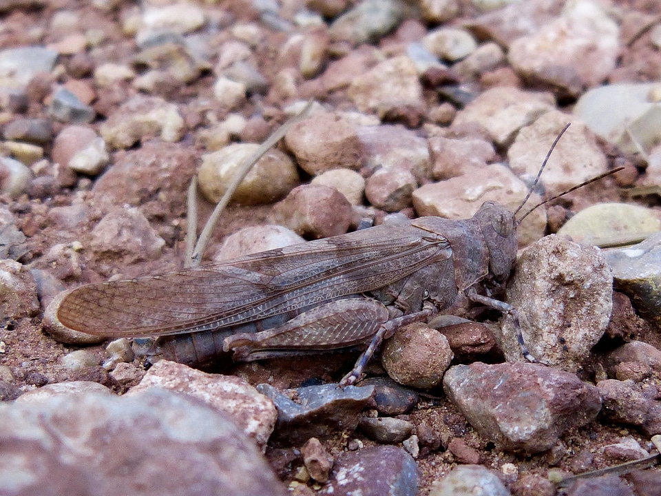 Camouflage brown insect