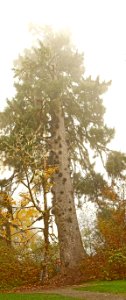 Big Spruce near Quinault Lake in fall, Olympic