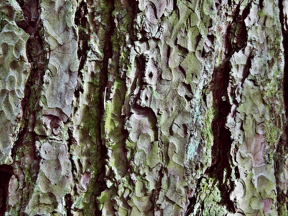 Nature structure forest