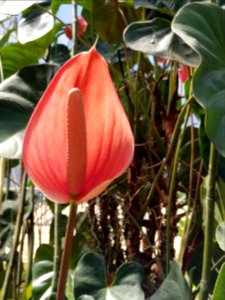anthurium