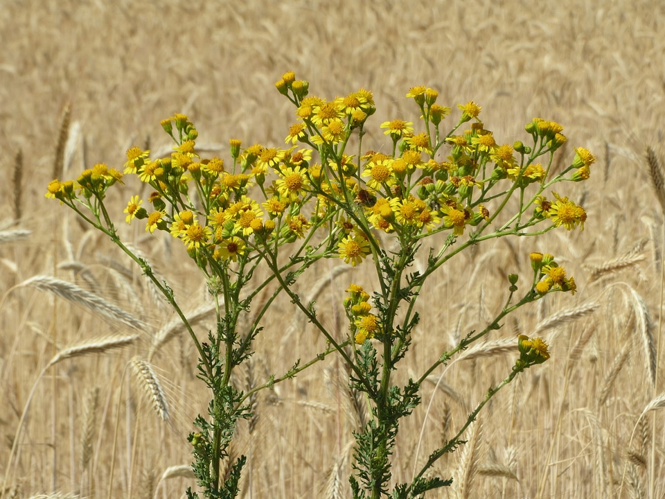 Tansy ragwort benweed st james-wort