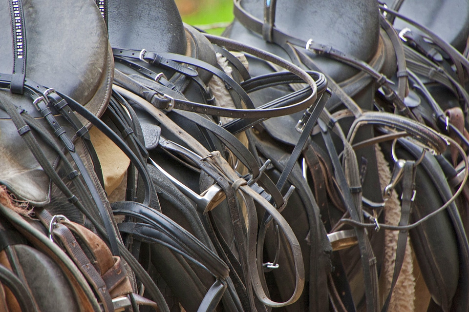 Horse equestrian ride