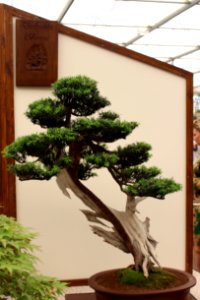 Chelsea Flower Show 2018-48