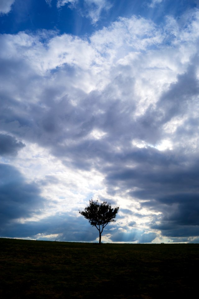 kleiner Baum 4