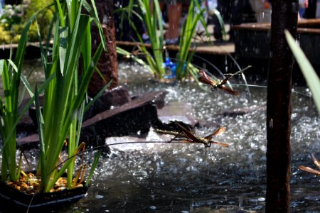 Chelsea Flower Show 2018-24