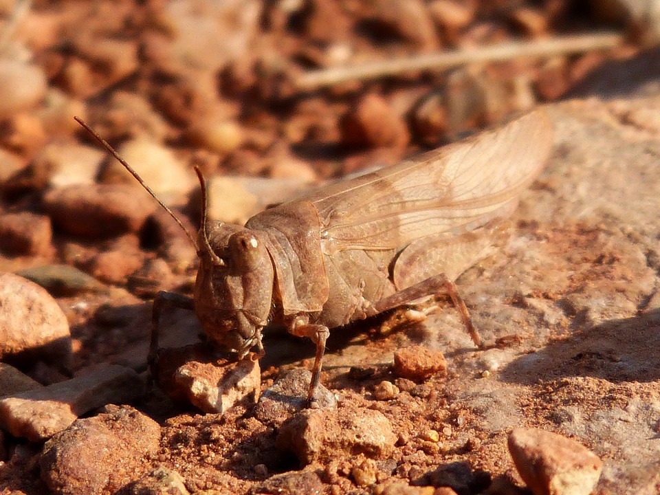 Camouflaging camouflage insect