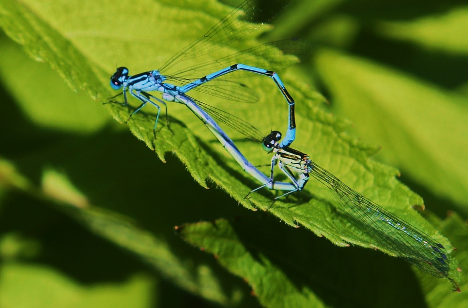 Filigree small nature