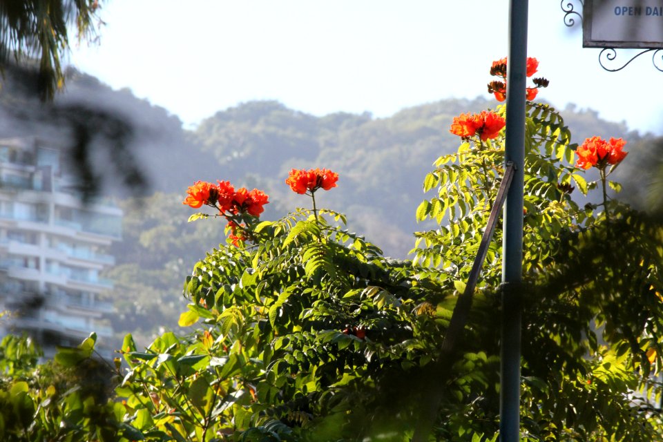 flowers and the Sierra Madres
