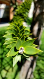 Day 177 monkey tree