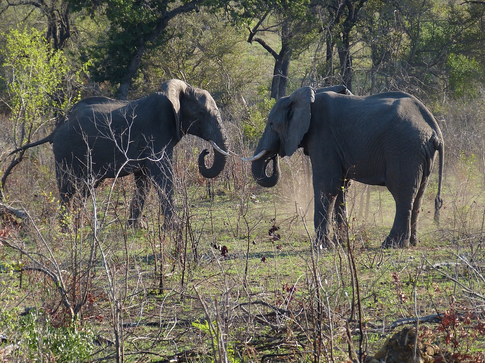 Proboscis big five fight