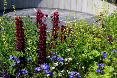 Chelsea Flower Show 2018-30