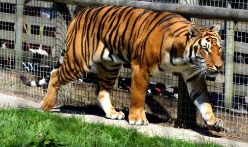 Wingham Wildlife Park