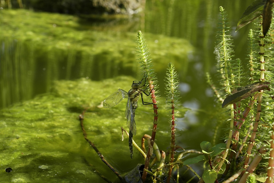 The nature of the lake water