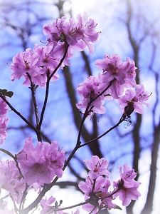 Pink blue blütenmeer photo