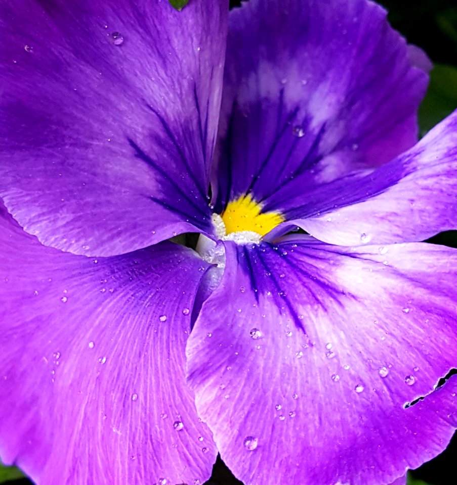 Pansy