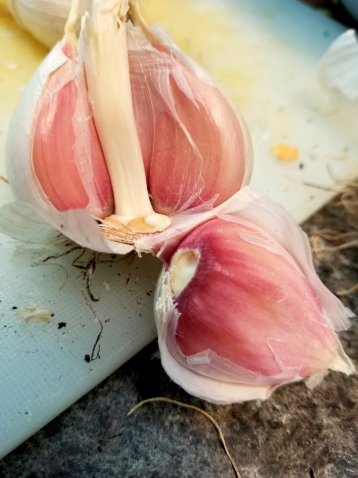 Day 222 The good stuff. Home grown garlic.