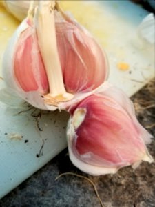 Day 222 The good stuff. Home grown garlic.