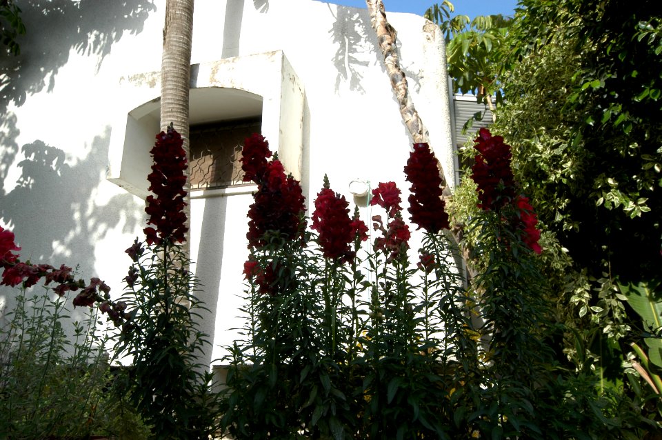 DSC 0052