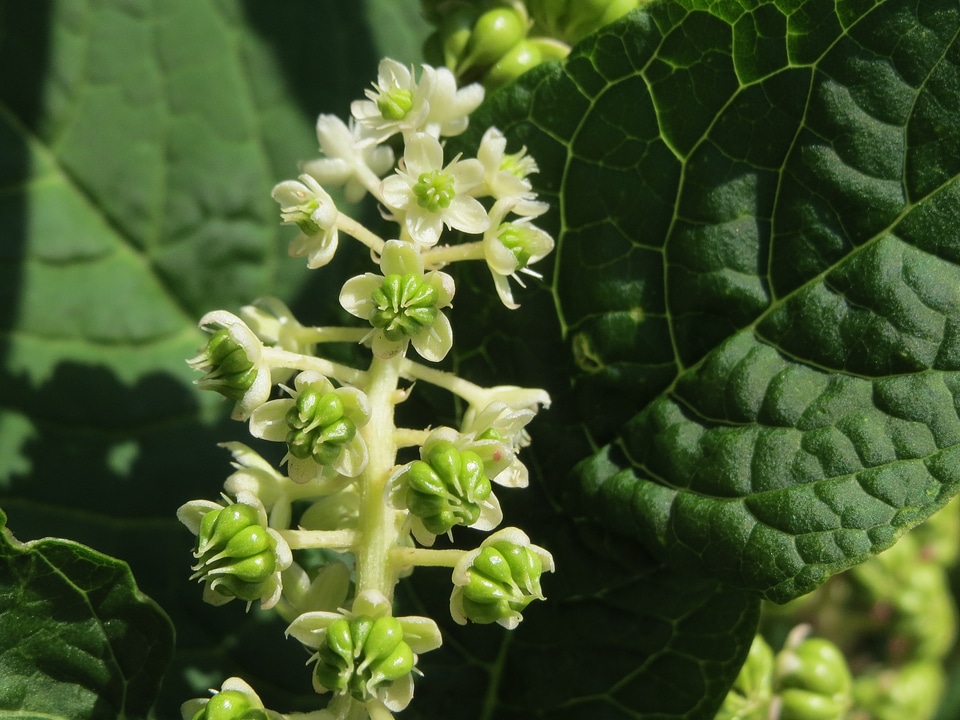 Inflorescence flora macro
