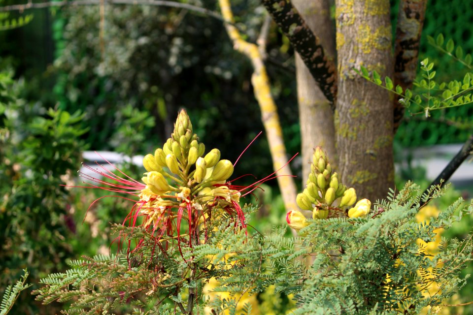 Chelsea Flower Show 2018-1