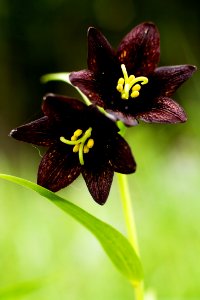 choclate lily close up