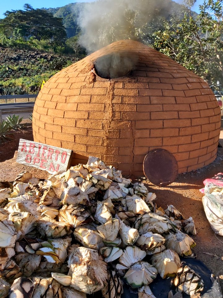 baking agave for tequila