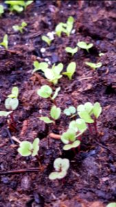 Day 115. The rain is good for something.  Arugula coming up.
